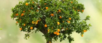дерево апельсина