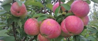 Bratchurd apple tree