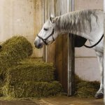 A girl holds hay in her hands for a horse in a stable