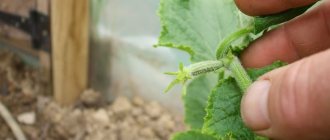 Why is it necessary to plant cucumbers and how to do it correctly