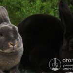 Rabbits of this breed group are characterized by small, erect ears and short, curved whiskers.