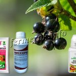 Insecticides are used to kill pests on currants.
