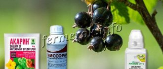 Insecticides are used to kill pests on currants.