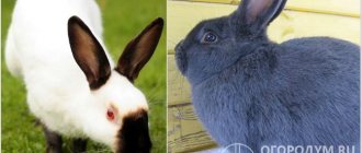 To breed chinchillas, Russian ermine (left in the photo) and Baveren blue (right) were used.