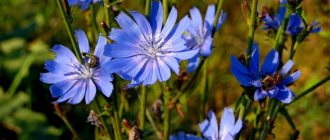 For a resident of Russia, chicory is a mandatory attribute of rural areas.