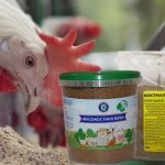 Supplements for chickens