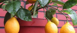 Домашние лимончики