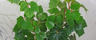 home grape indoor plant