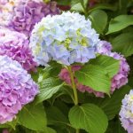 Tree hydrangea: varieties, care features (60 photos)