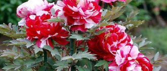 Tree peony: care in autumn - preparation for winter
