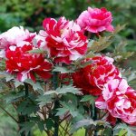 Tree peony: care in autumn - preparation for winter