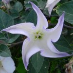 Datura flower or datura: growing from seeds at home