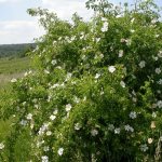 Experts have experimentally determined that in our geographical conditions the best type of rose for rootstock is the dog rose (Rosa canina L.).