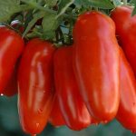 An exotic variety of tomatoes for real gourmets – Pepper tomatoes for salads and canning