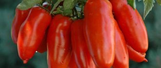 Экзотическая разновидность помидоров для настоящих гурманов – Перцевидные томаты для салатов и консервации