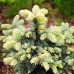 Ель колючая Белобок — уникальное растение с необычным окрасом хвои