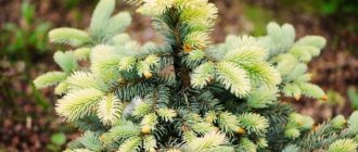 Prickly spruce Belobok is a unique plant with an unusual color of needles
