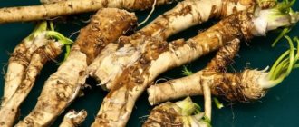 If horseradish will be stored in the basement, then there is no need to wash the vegetable