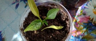 If the cotyledon leaves of pepper seedlings turn yellow and fall off