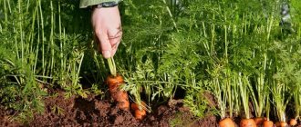 Standard French carrot variety Carotel