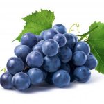 Этимологические признаки винограда