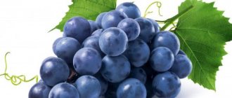 Этимологические признаки винограда