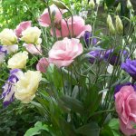 Эустома: требовательная французская роза обязательно отблагодарит за уход нежными цветками