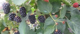 Natchez blackberry: description of the thornless variety, planting and caring for the bush