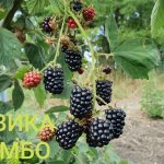 Jumbo blackberries