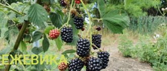 Jumbo blackberries
