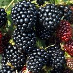 Blackberry thornless evergreen