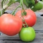 &#39;The favorite among summer residents for growing in a greenhouse is the &quot;Babushkino Lukoshko&quot; tomato&#39; width=&quot;800