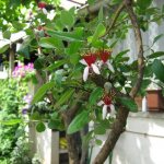 Feijoa - how to grow an exotic plant at home