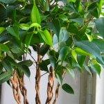 Ficus benjamina cutting and crown formation