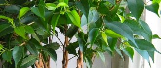 Ficus benjamina cutting and crown formation