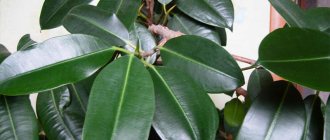 Ficus rubber propagation by cuttings