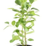 Ficus Moklame - how to grow at home