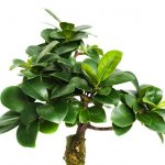 Ficus Retuza - features of the variety