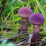 Purple mushrooms: can they be eaten?