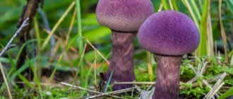Фиолетовые грибы: можно ли их употреблять в пищу?