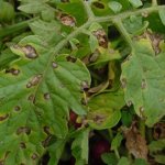 Late blight of tomatoes