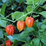 physalis cultivation