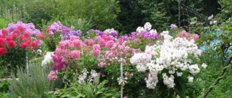 Phlox in landscape design: what can be planted with, photo of the site