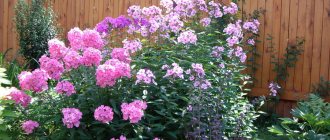 Phlox: growing from seeds