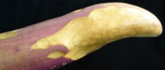 Phomopsis eggplant