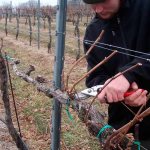 Формирования кустов винограда