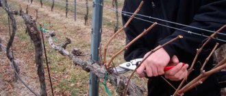 Формирования кустов винограда
