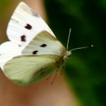 Photo: Cabbage butterfly