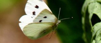 Photo: Cabbage butterfly