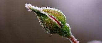 Photo of the bud